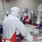 BKHIT Maluku Perketat Pengawasan Ekspor Tuna Loin